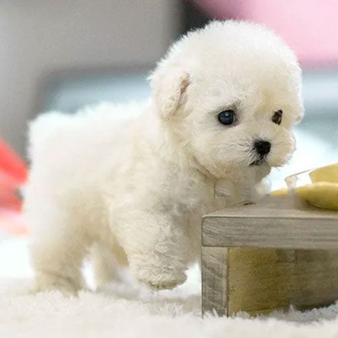 Interactive Dog Toy | Voice and Touch Responsive with Realistic Movements 6