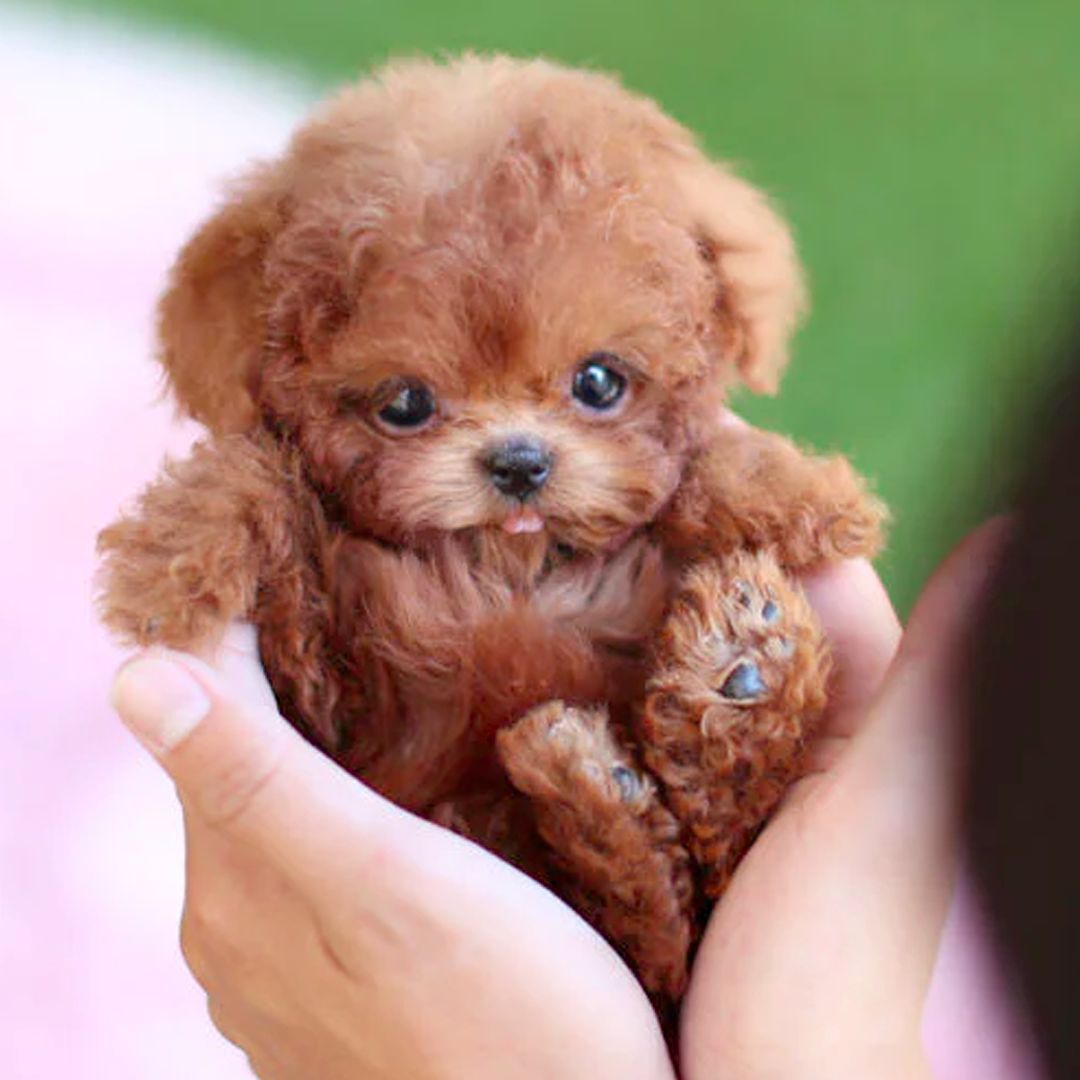 Interactive Dog Toy | Voice and Touch Responsive with Realistic Movements 0