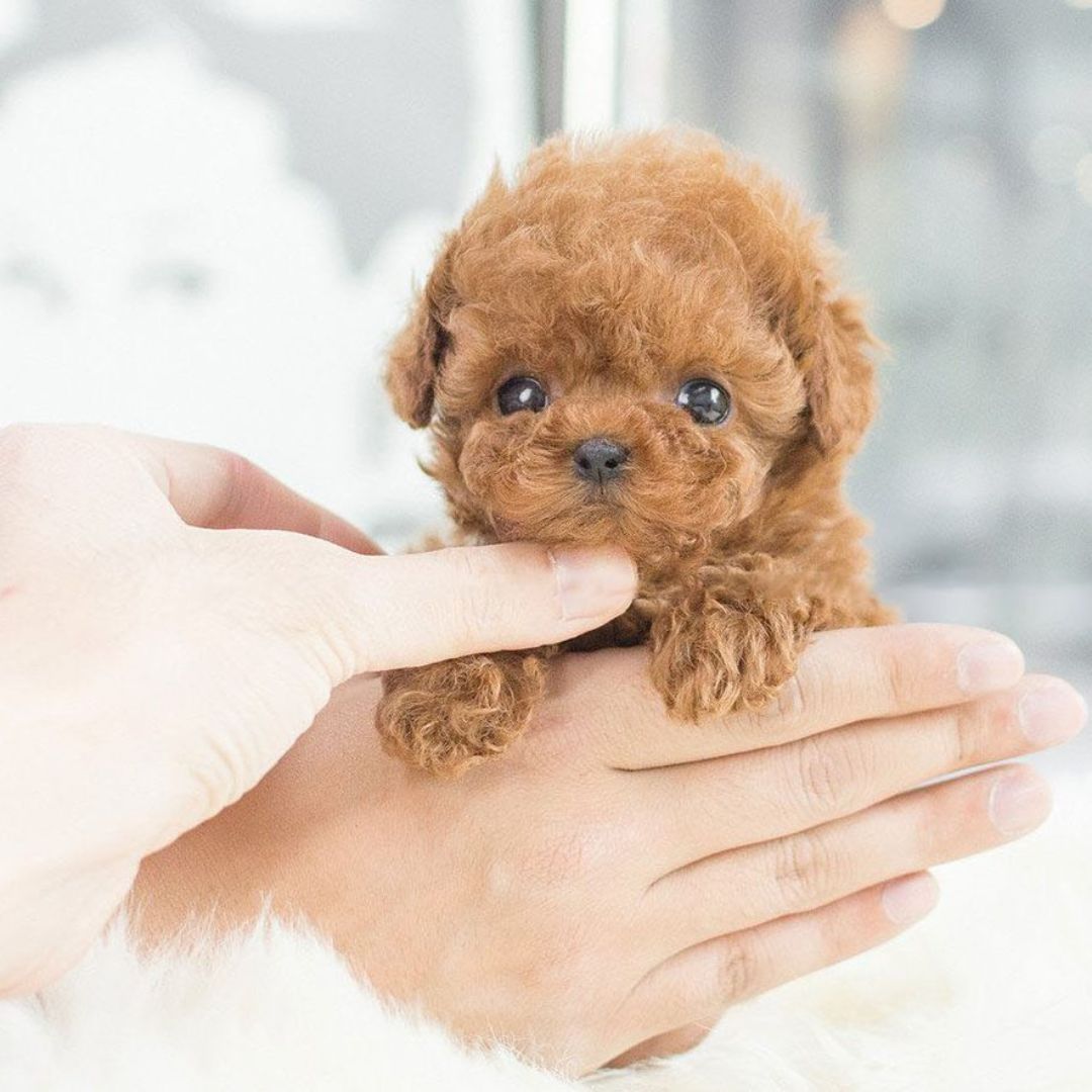 Interactive Dog Toy | Voice and Touch Responsive with Realistic Movements 1
